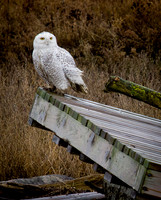 Snowy Owls