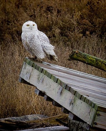 Snowy Owls