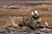 Snowy Owls