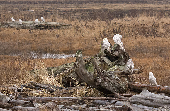 Snowy Owls