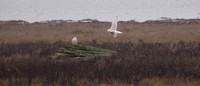 Snowy Owls