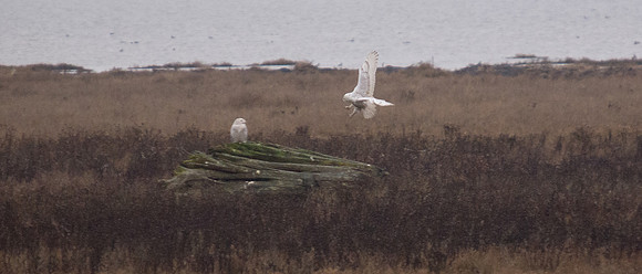 Snowy Owls