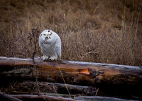 Snowy Owls