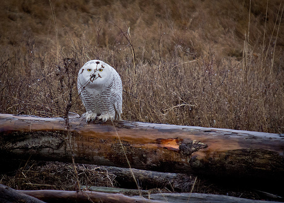 Snowy Owls