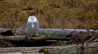Snowy Owls