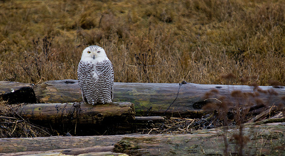 Snowy Owls