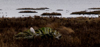 Snowy Owls