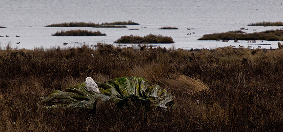 Snowy Owls