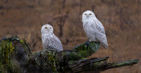 Snowy Owls