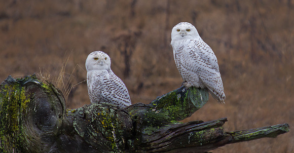 Snowy Owls