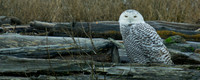 Snowy Owls