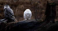 Snowy Owls