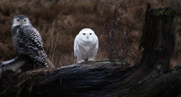 Snowy Owls