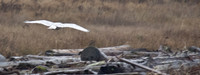 Snowy Owls