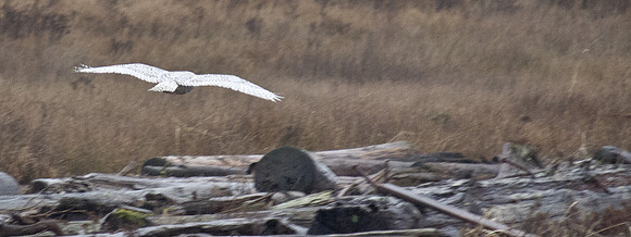 Snowy Owls