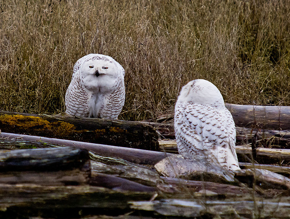Snowy Owls @ Boundary Bay_-3