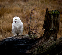 Snowy Owls