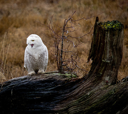 Snowy Owls