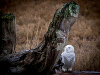 Snowy Owls
