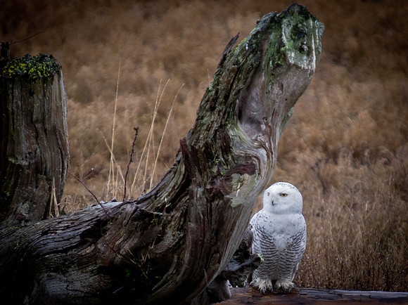 Snowy Owls