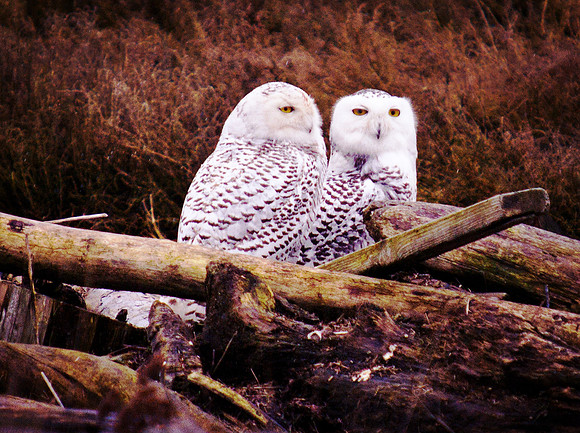 Snowy Owls @ Boundary Bay_