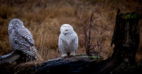 Snowy Owls