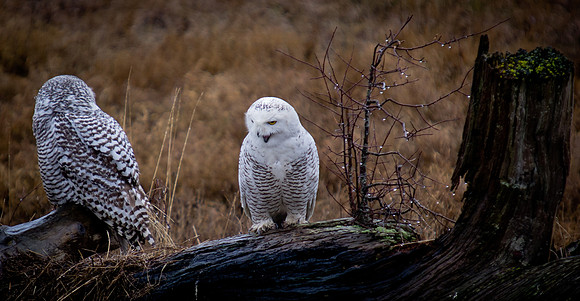 Snowy Owls
