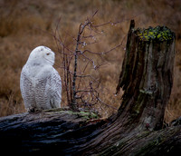 Snowy Owls