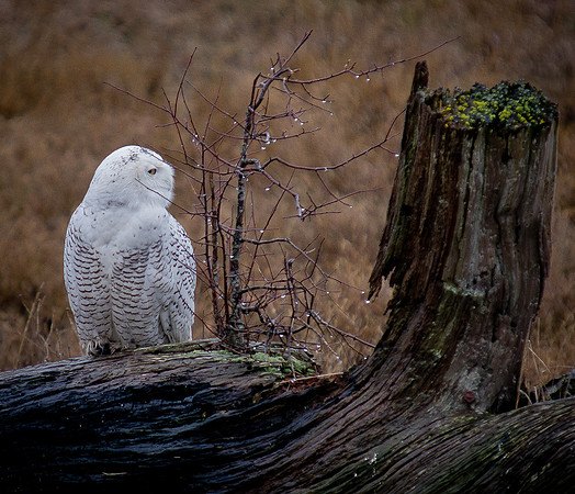 Snowy Owls