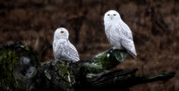 Snowy Owls