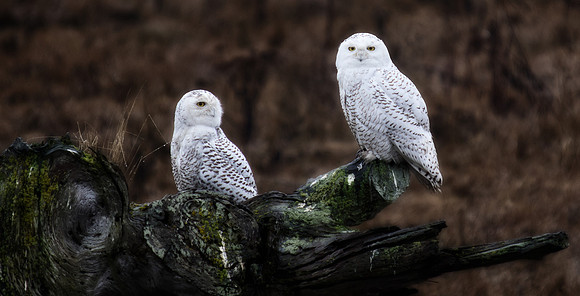 Snowy Owls