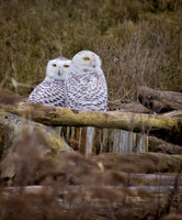 Snowy Owls @ Boundary Bay_-2