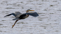 Herons 5-18-24