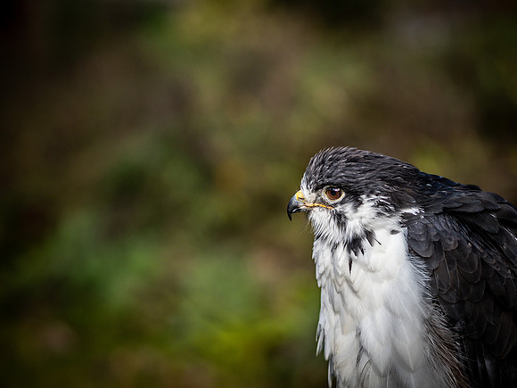The Falconer 12-21-18-10