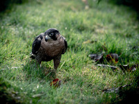 The Falconer 12-21-18-2