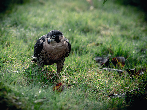 The Falconer 12-21-18-2