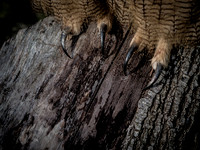 The Falconer 12-21-18-11