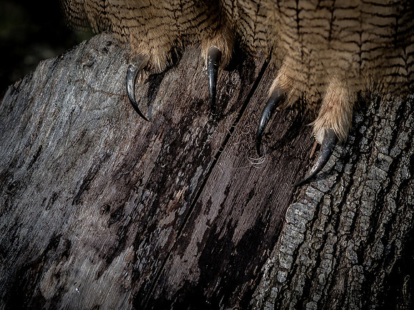The Falconer 12-21-18-11