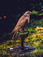 The Falconer 12-21-18-16