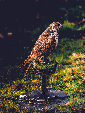 The Falconer 12-21-18-16