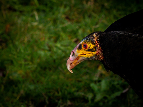 The Falconer 12-21-18-25