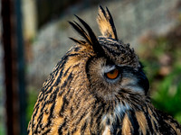 The Falconer 12-21-18-14