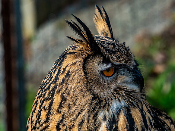 The Falconer 12-21-18-14