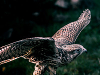 The Falconer 12-21-18-17