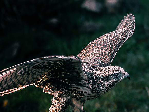 The Falconer 12-21-18-17