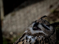 The Falconer 12-21-18-13