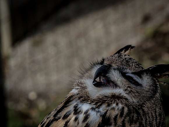 The Falconer 12-21-18-13