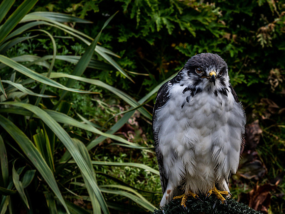 The Falconer 12-21-18-38
