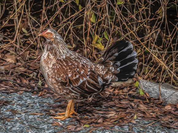 The Falconer 12-21-18-42