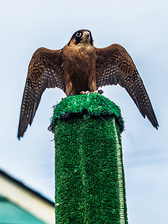 The Falconer 12-21-18-34